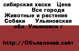 l: сибирская хаски › Цена ­ 10 000 - Все города Животные и растения » Собаки   . Ульяновская обл.,Ульяновск г.